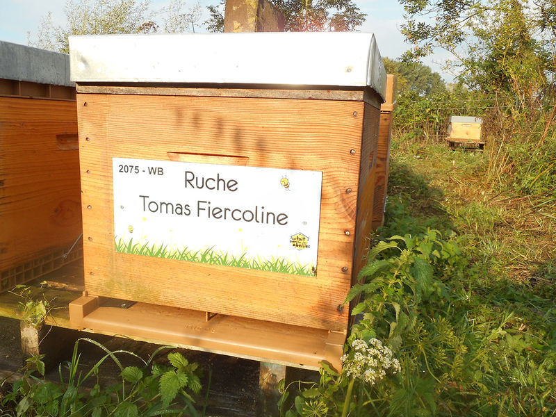 La ruche Tomas Fiercoline